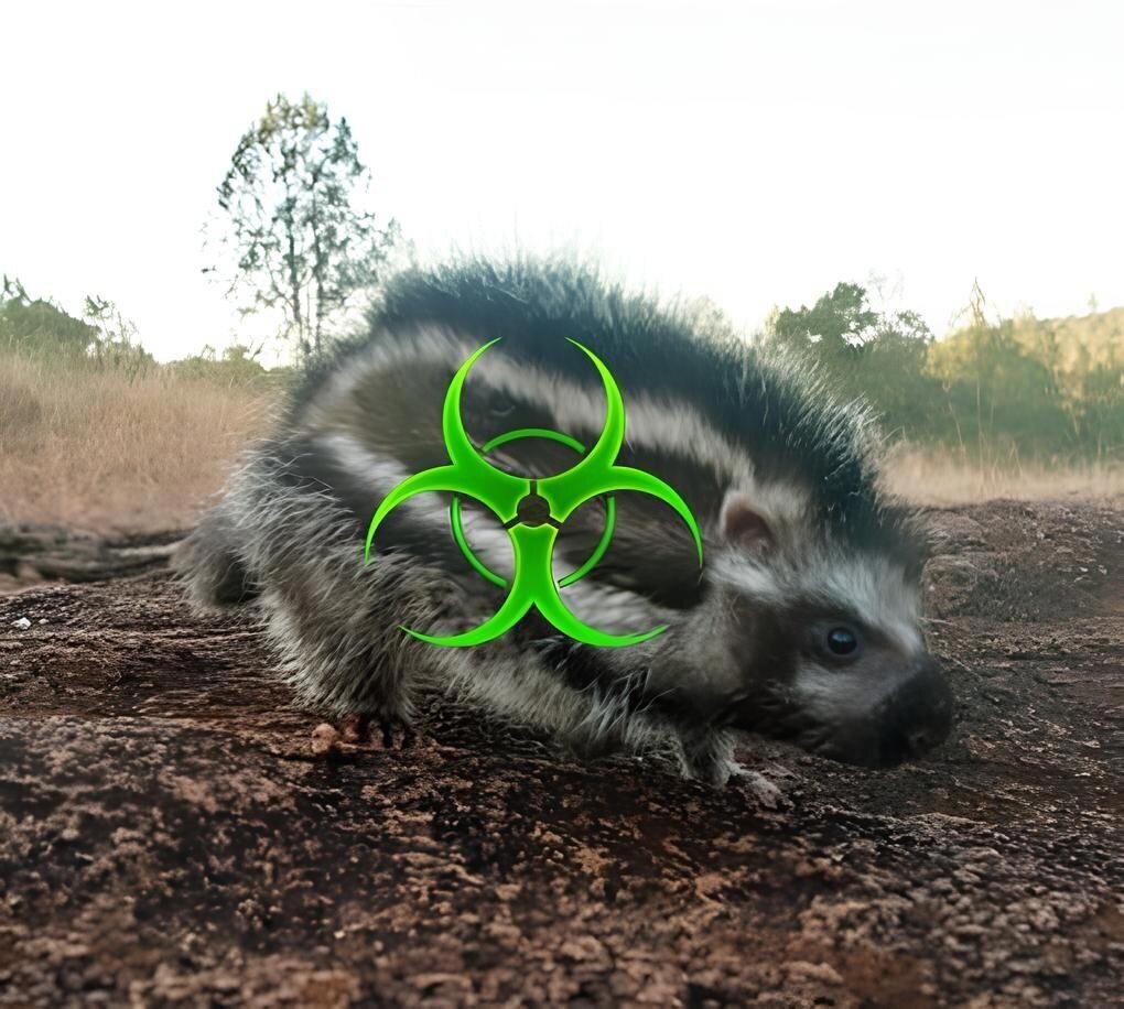 Косматый хомяк (Lophiomys imhausi)