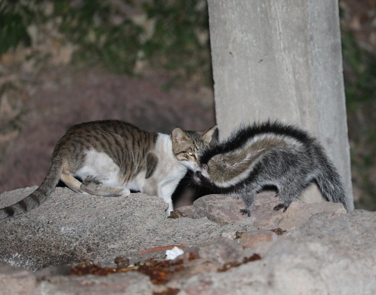 Косматый хомяк (Lophiomys imhausi)
