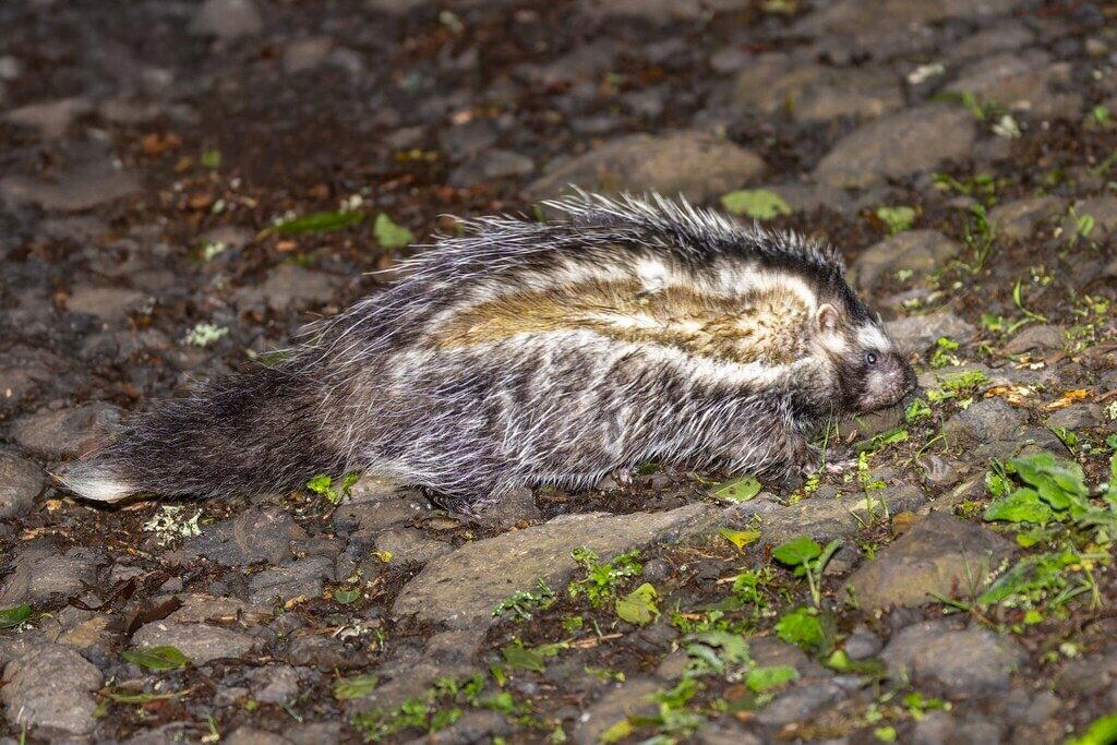 Косматый хомяк (Lophiomys imhausi)