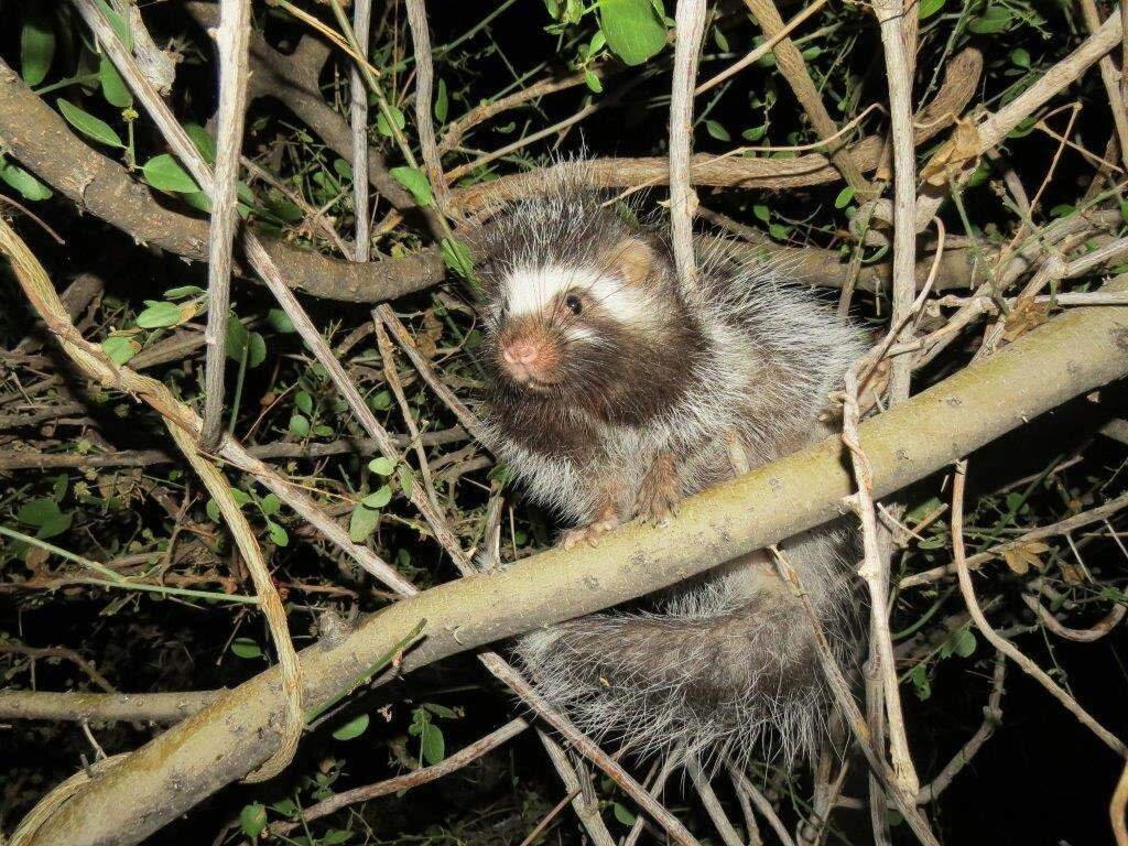 Косматый хомяк (Lophiomys imhausi)