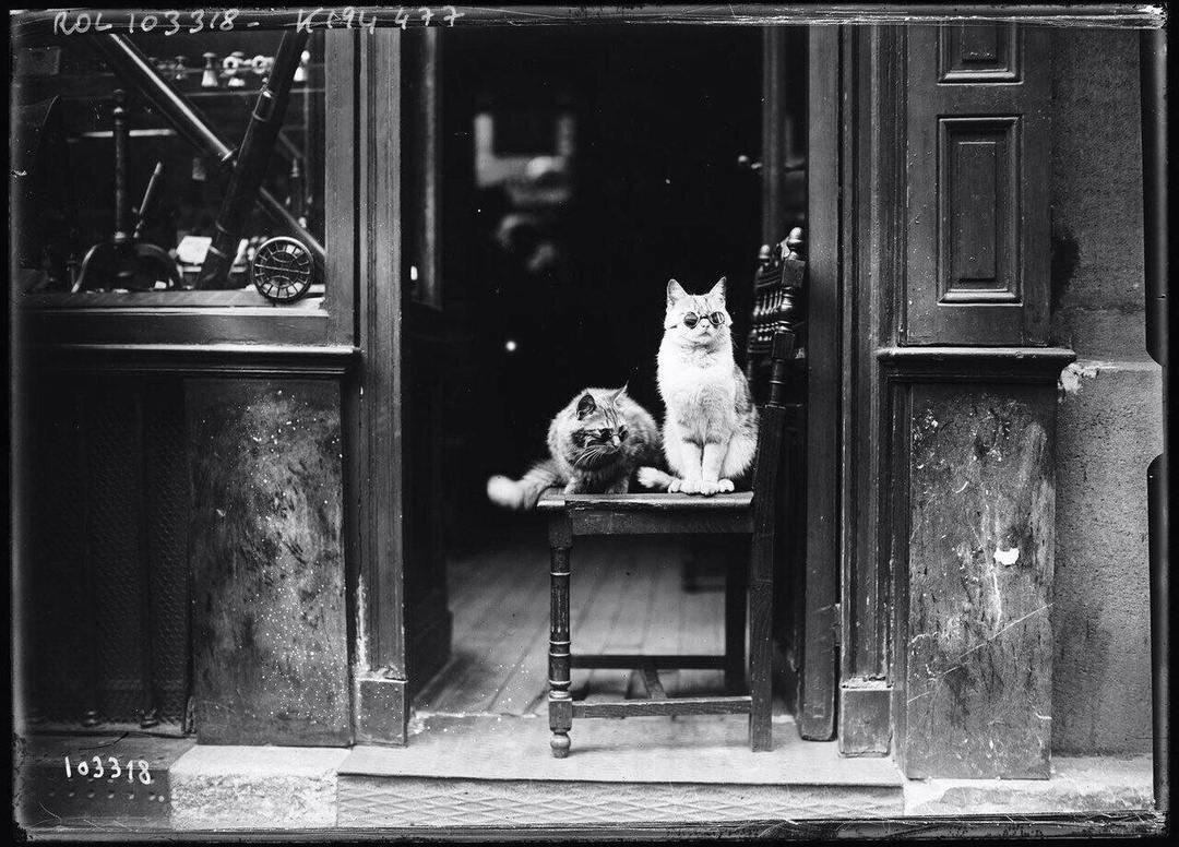 Коты в очках рекламируют в витрине магазин Оптика. Париж, 1925 год.