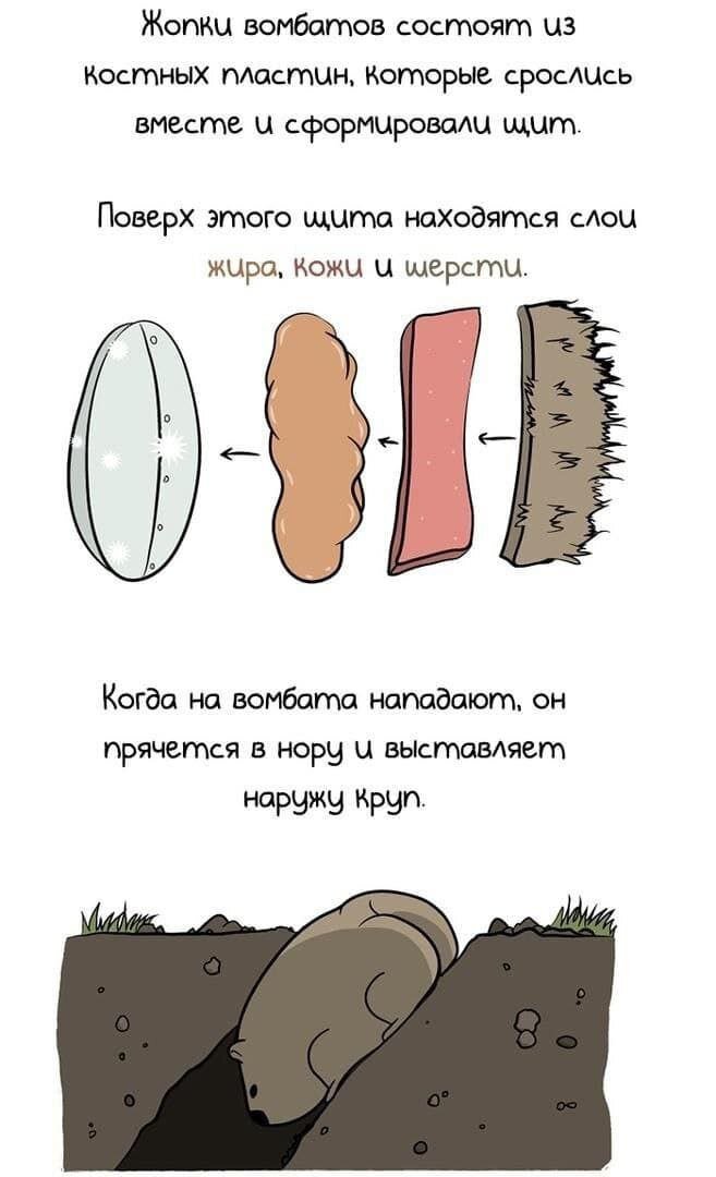 Бронежопный вомбат