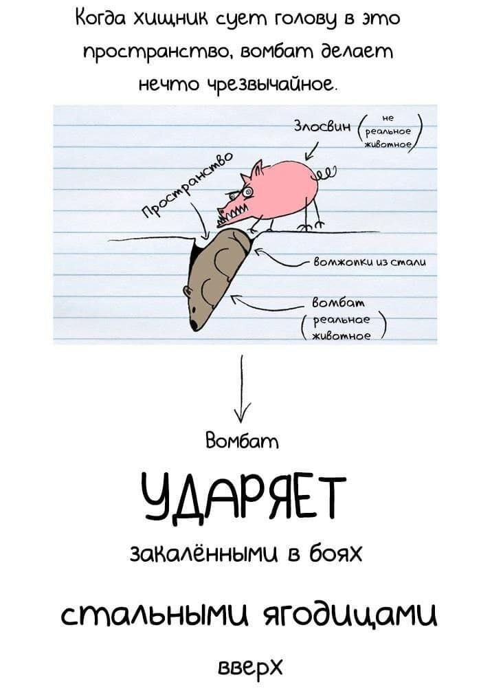 Бронежопный вомбат