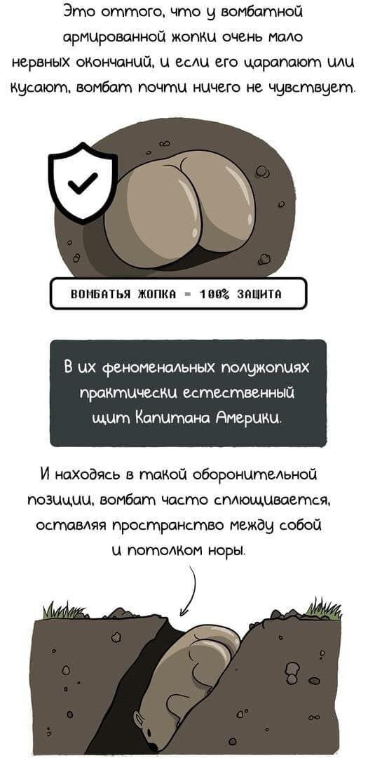 Бронежопный вомбат