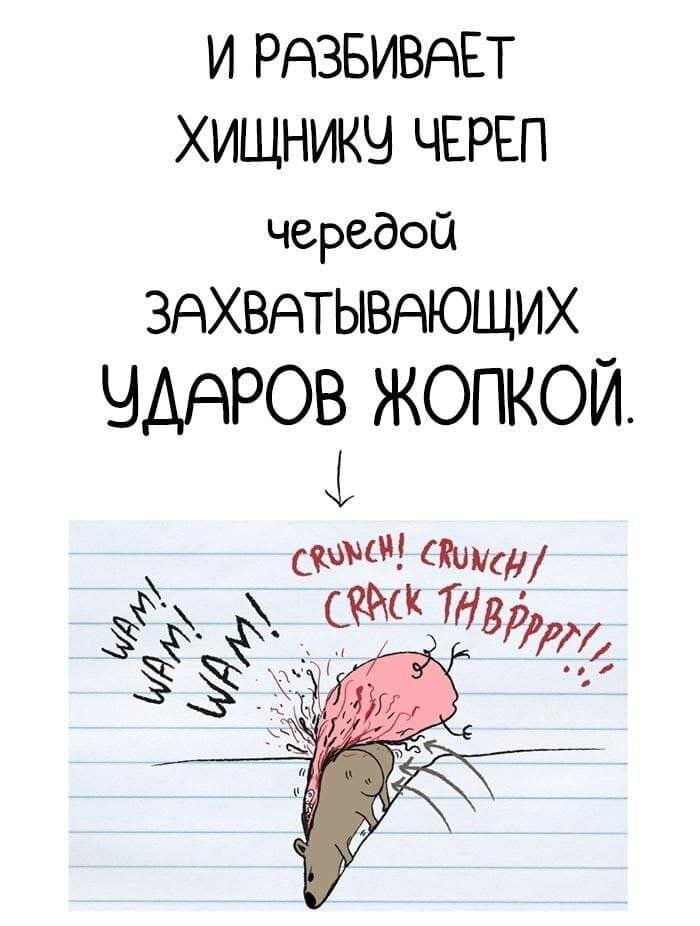 Бронежопный вомбат