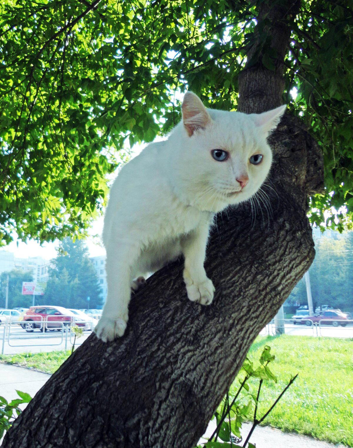 Кот по имени Кот.