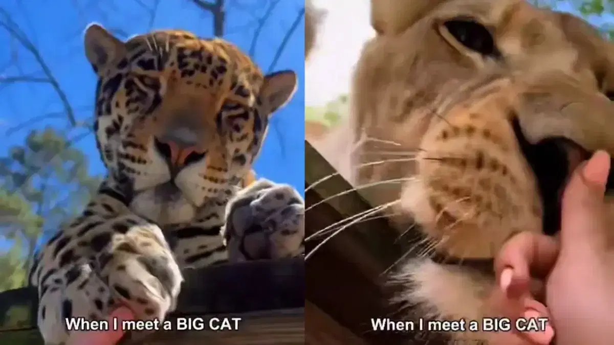 Милые котики диких кровей