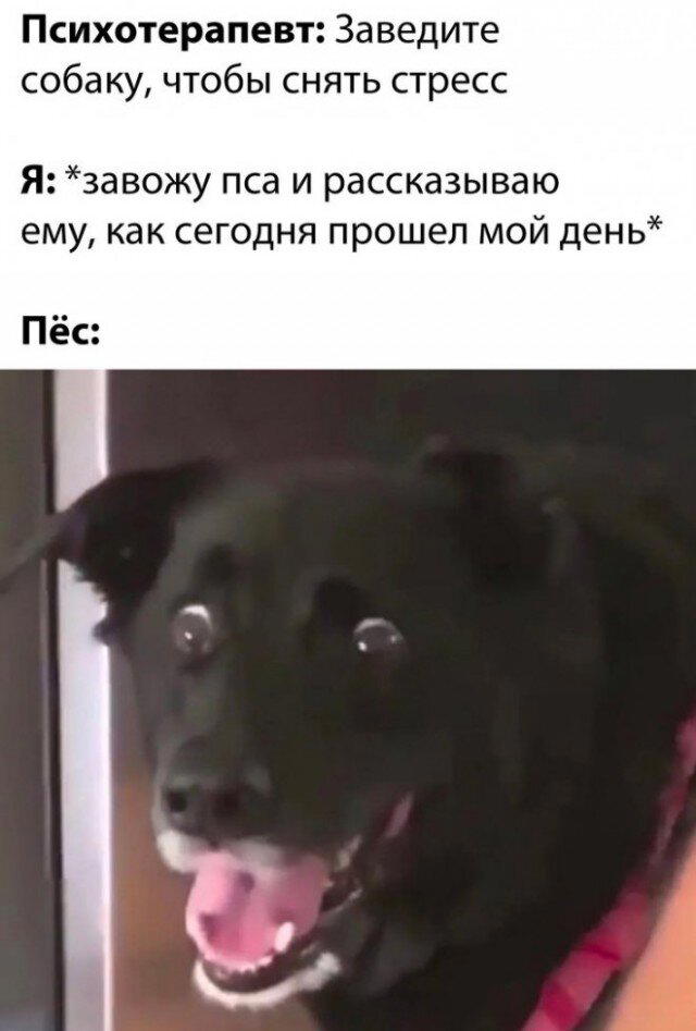 Сеня Дичь! Недельный сбор.
