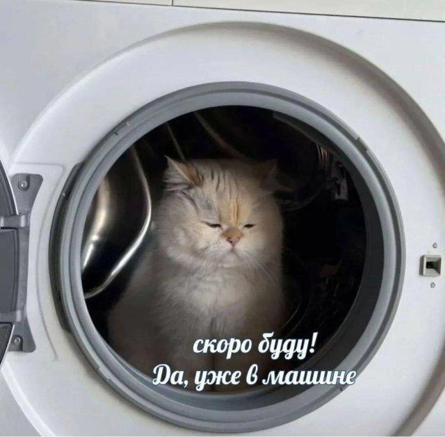Сеня Дичь! Недельный сбор.