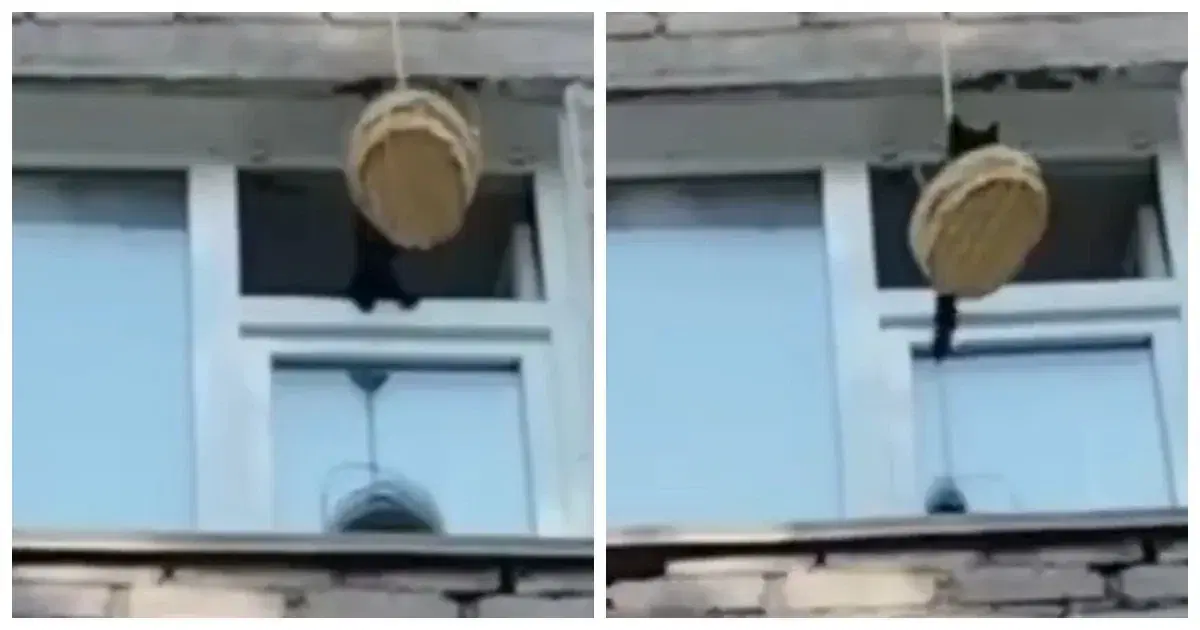 Спасение котенка