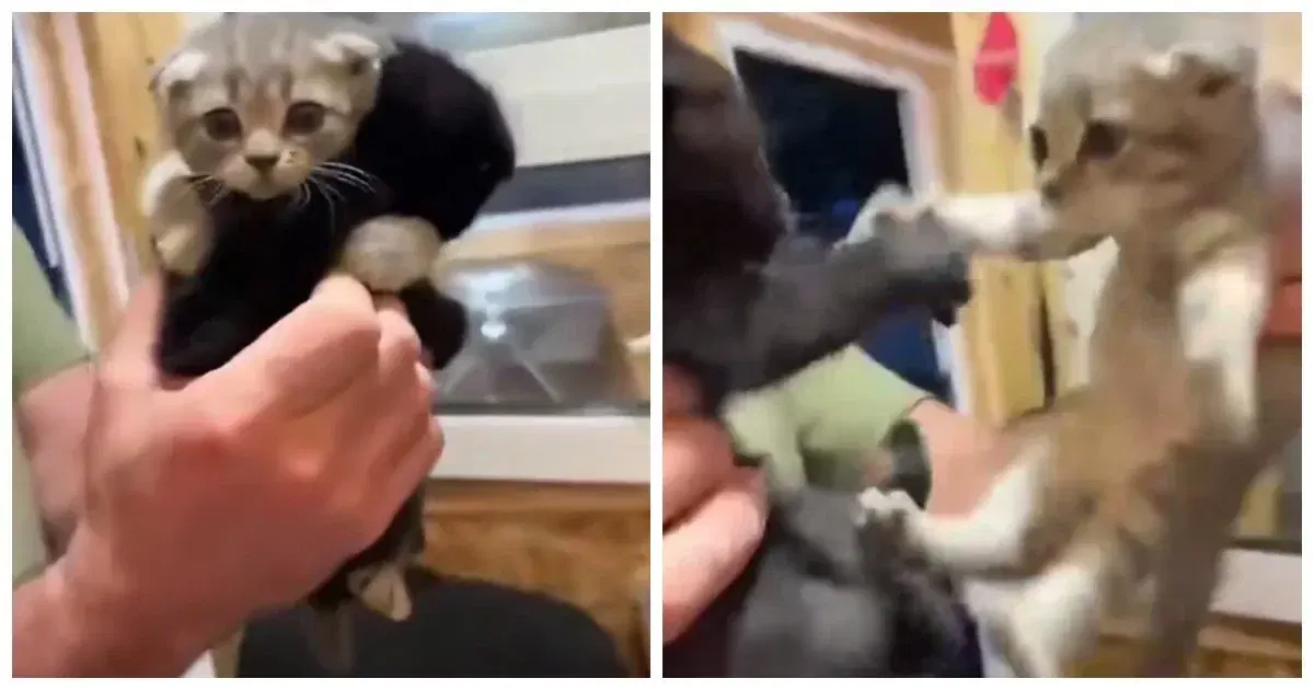 Не так просто завести одного котенка