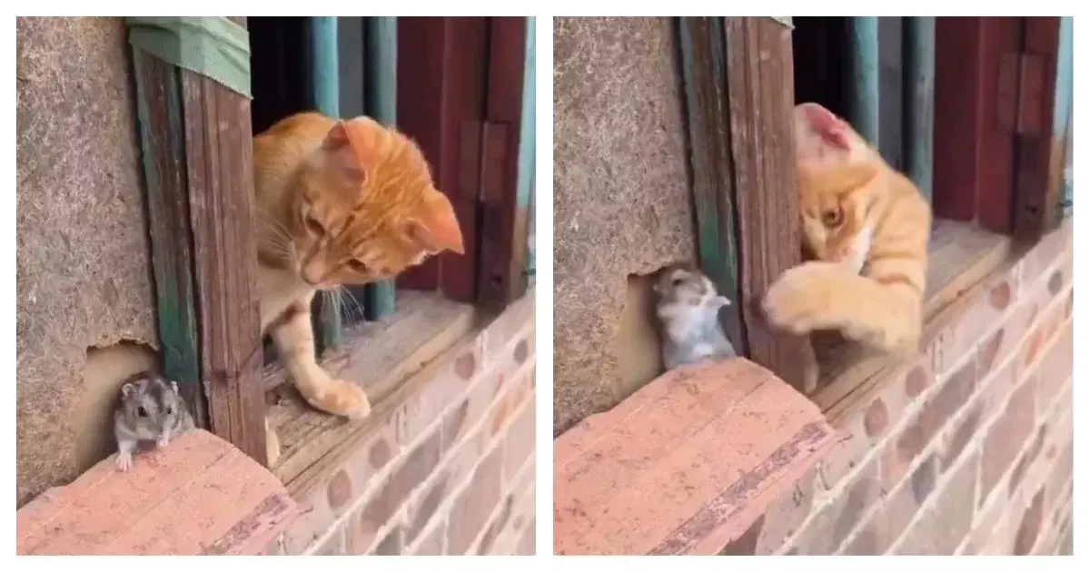 Кот и мышь