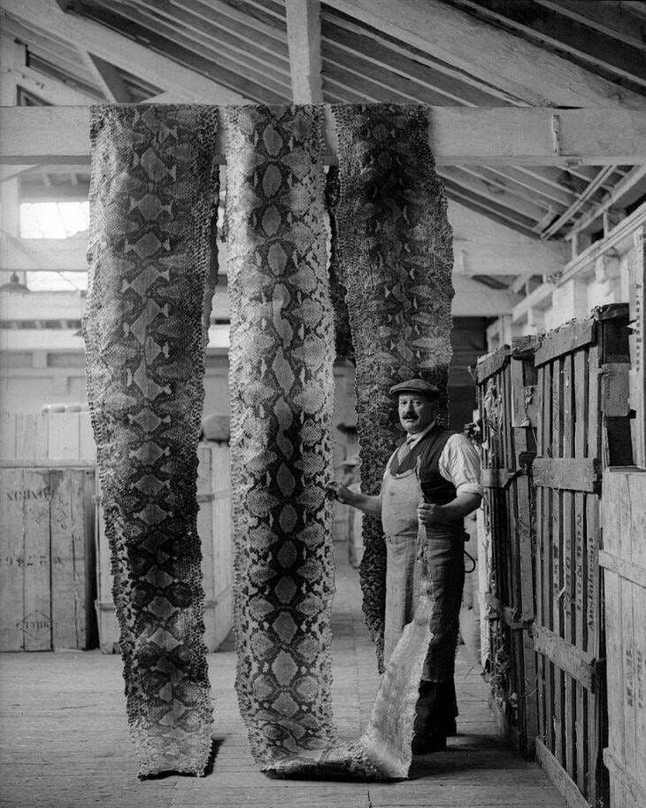 Просушка змеиных шкур на складе Лондонского порта, 16 сентября 1930 год.