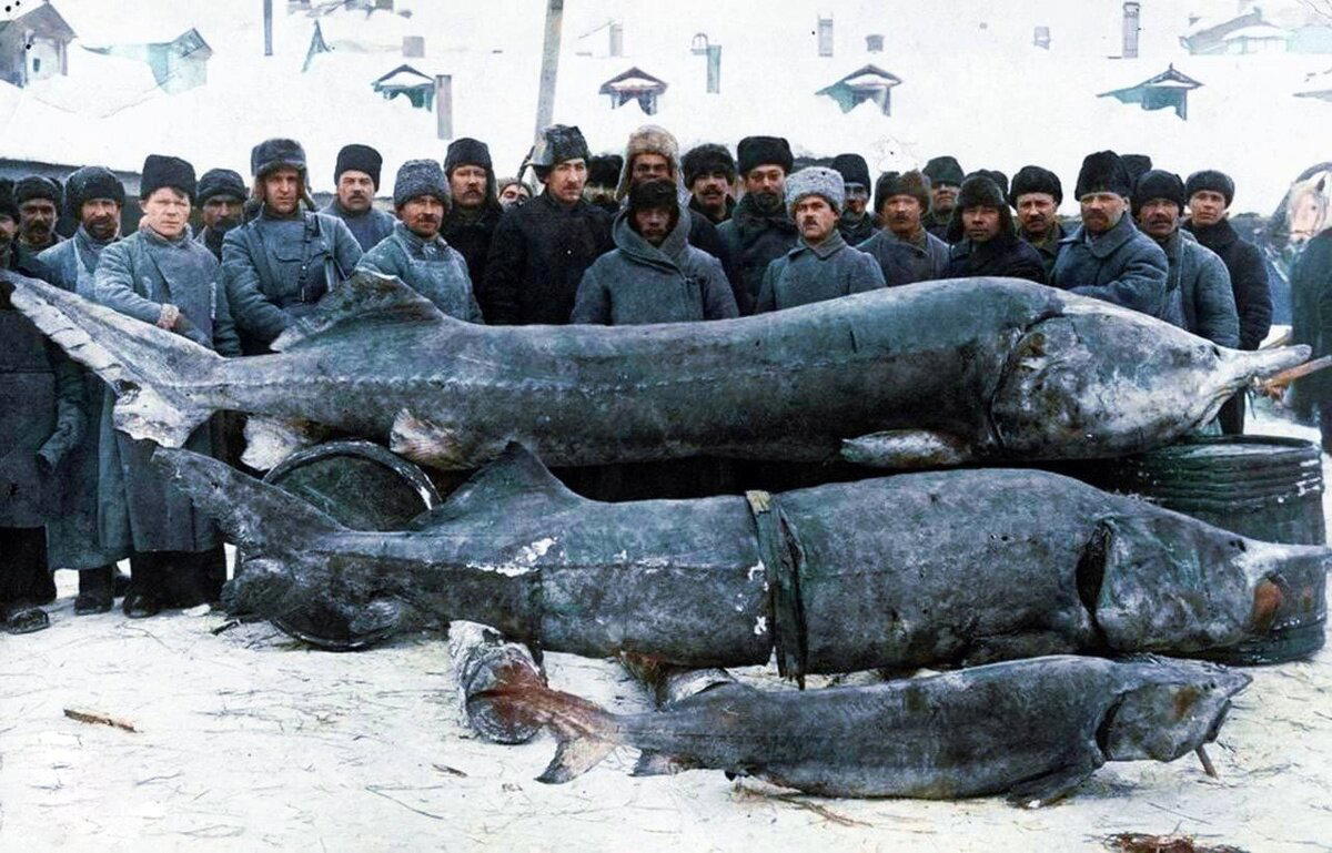 Белуга: 1500 кг — вот нормальный вес этой рыбы! Но люди не дают гиганту созреть