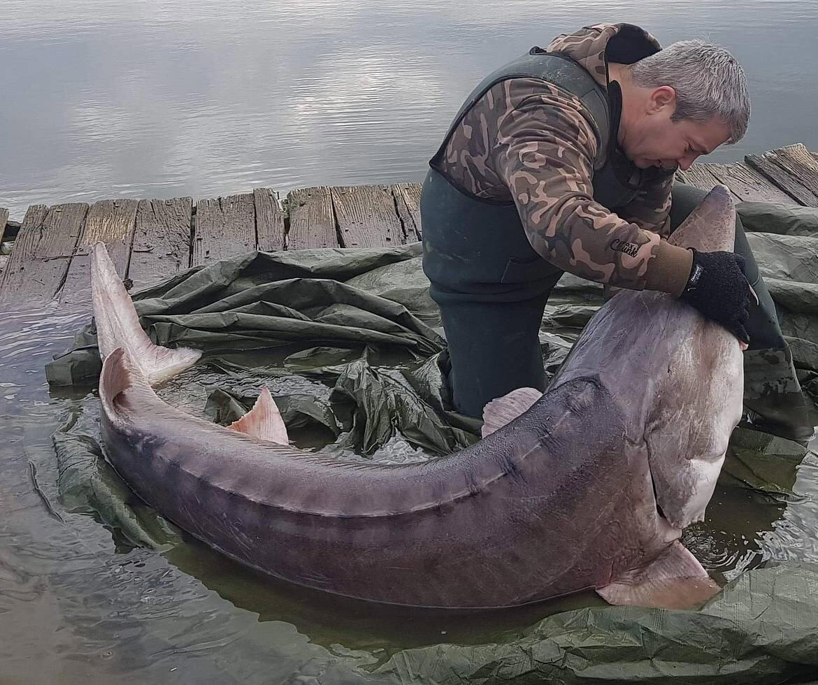 Белуга: 1500 кг — вот нормальный вес этой рыбы! Но люди не дают гиганту созреть