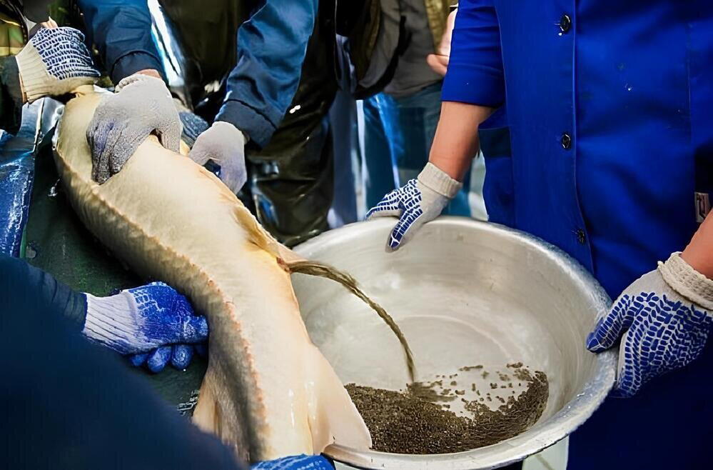 Белуга: 1500 кг — вот нормальный вес этой рыбы! Но люди не дают гиганту созреть