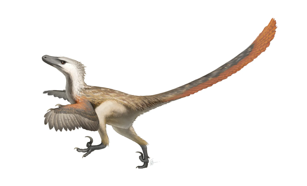 Velociraptor mongolensis
