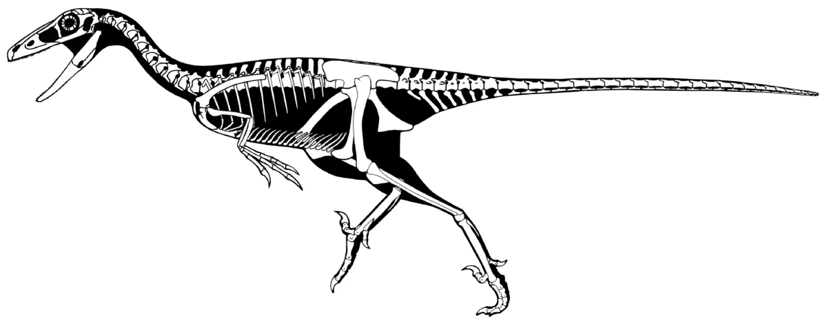 Реконструкция общего вида скелета Stenonychosaurus