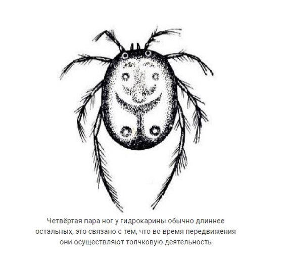 Водяные клещи: Они есть в каждом водоёме, но человеку нужно знать лишь пару фактов о них