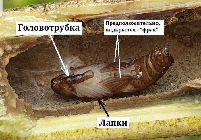 Герой, который восстал против Борщевика