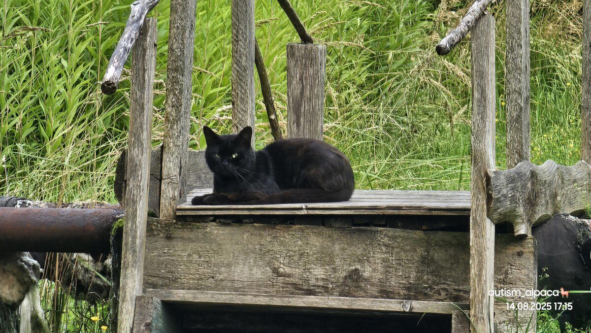 140825•10425/О сельских котах