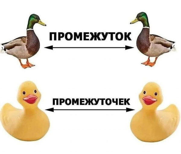Дичка кислобоянистая