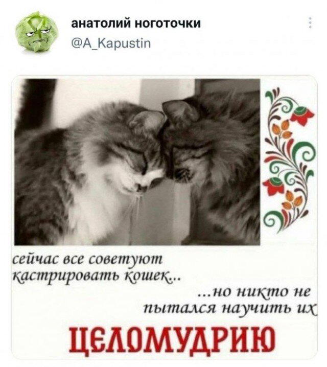 Дичка кислобоянистая