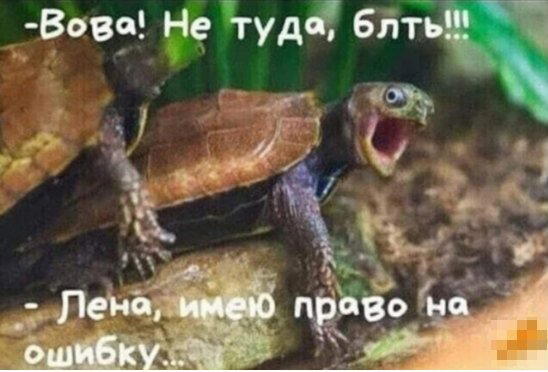 Дичка кислобоянистая