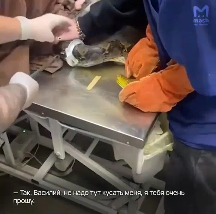 Не удачный побег Василия