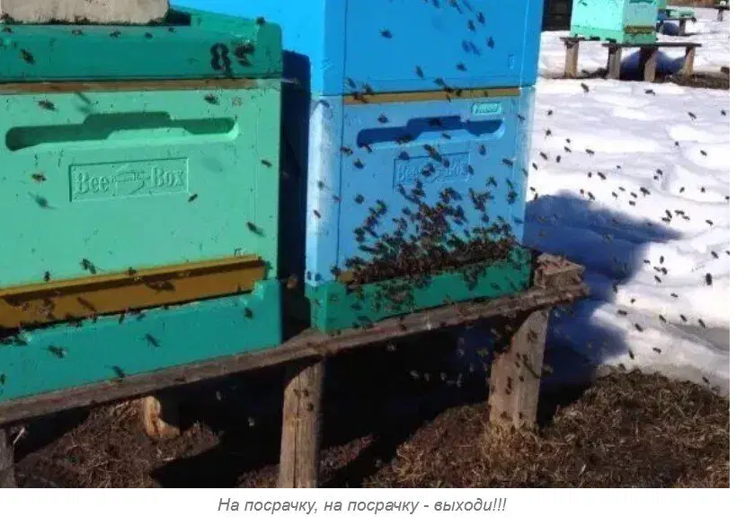 Ивент Вомбата. Слово недели - Зрелище
