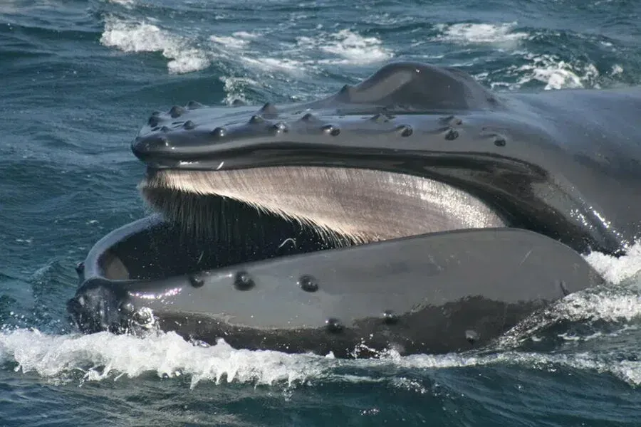 Горбатый кит у побережья Колумбии. - Cr. Whale and Dolphin Conservation, Facebook