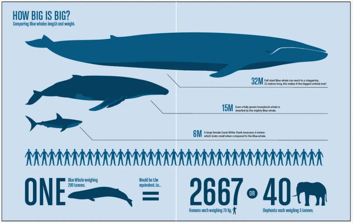 https://www.orcaireland.org/blue-whale