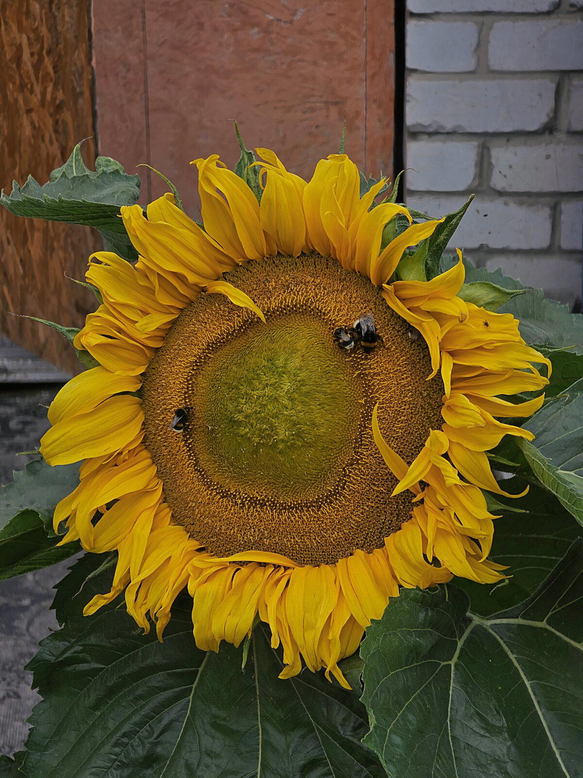 Подсолнух и пчёлы