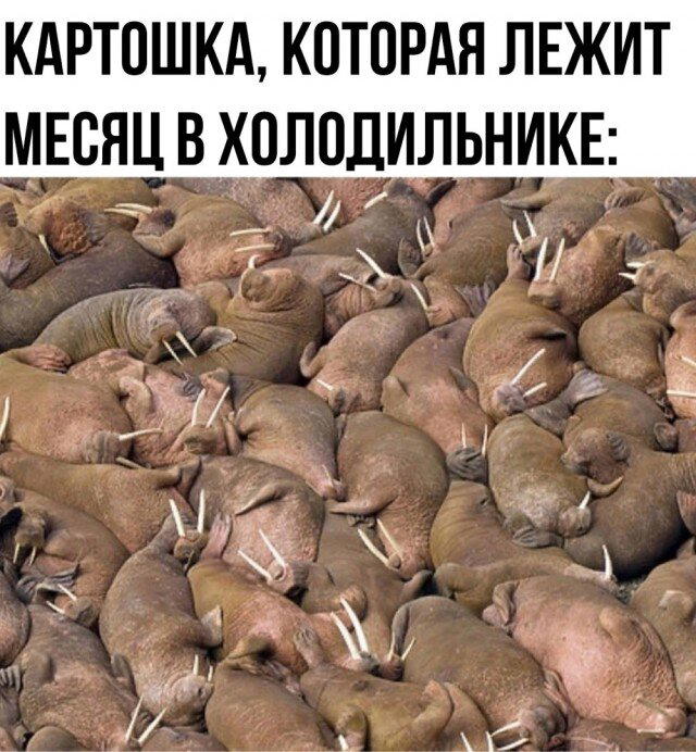 Дичка дичка ачи ачи