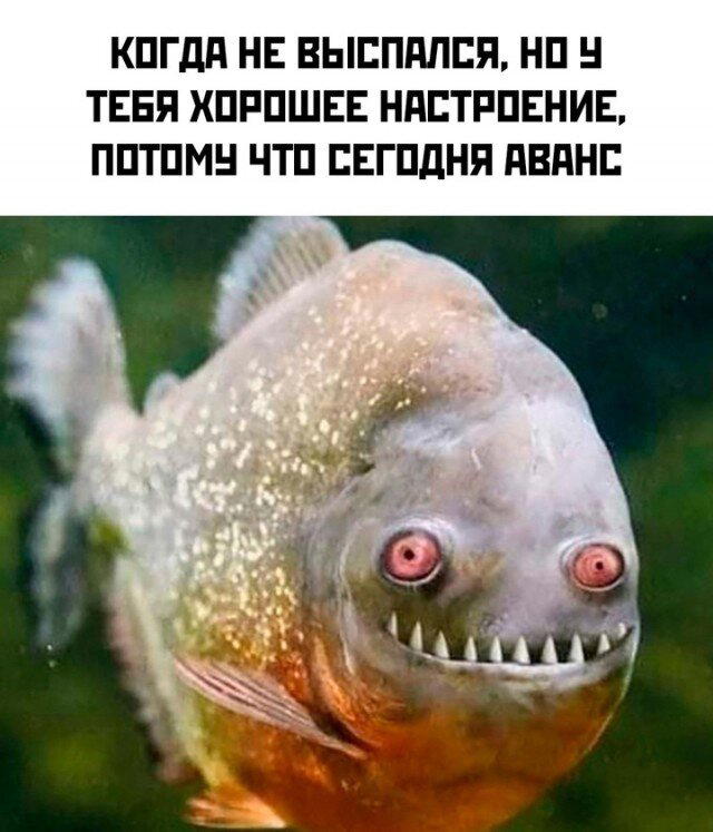 Дичка дичка ачи ачи