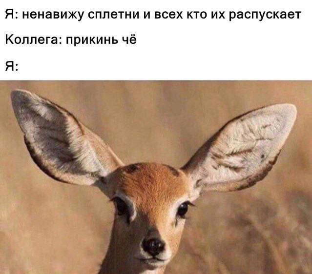 Дичка дичка ачи ачи