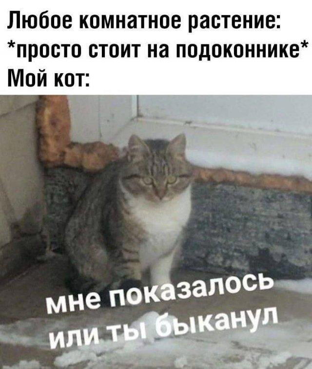 Дичка дичка ачи ачи