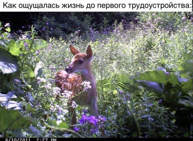 Дички в ленту