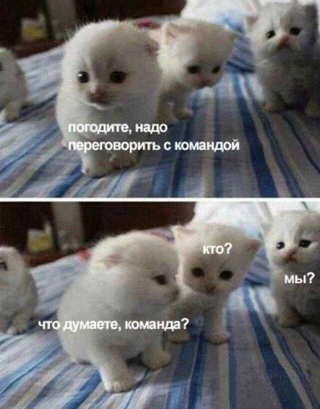 Дички в ленту