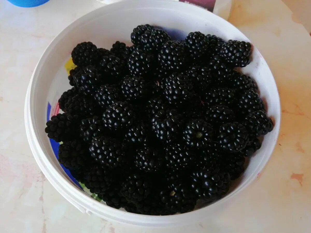 Не ежевика.