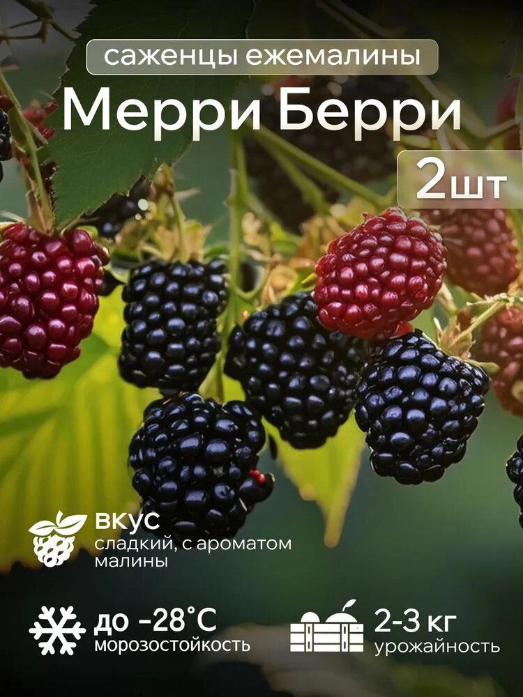Ни хрена оно не ежевика в общем(((