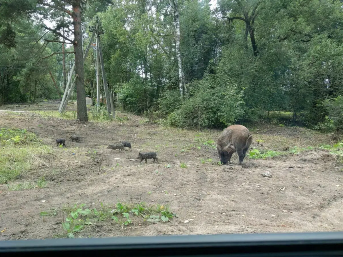 Ивент Вомбата. Слово недели - силикаты.
