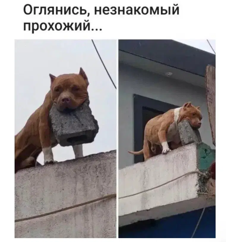 Ивент Вомбата. Слово недели - ночь.