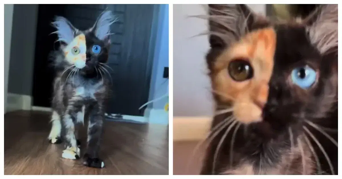 Котёнок с редким окрасом