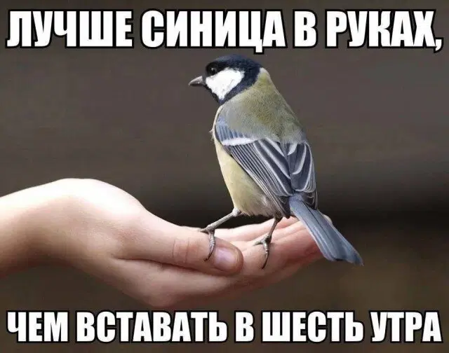 Дичка уроджаестая...