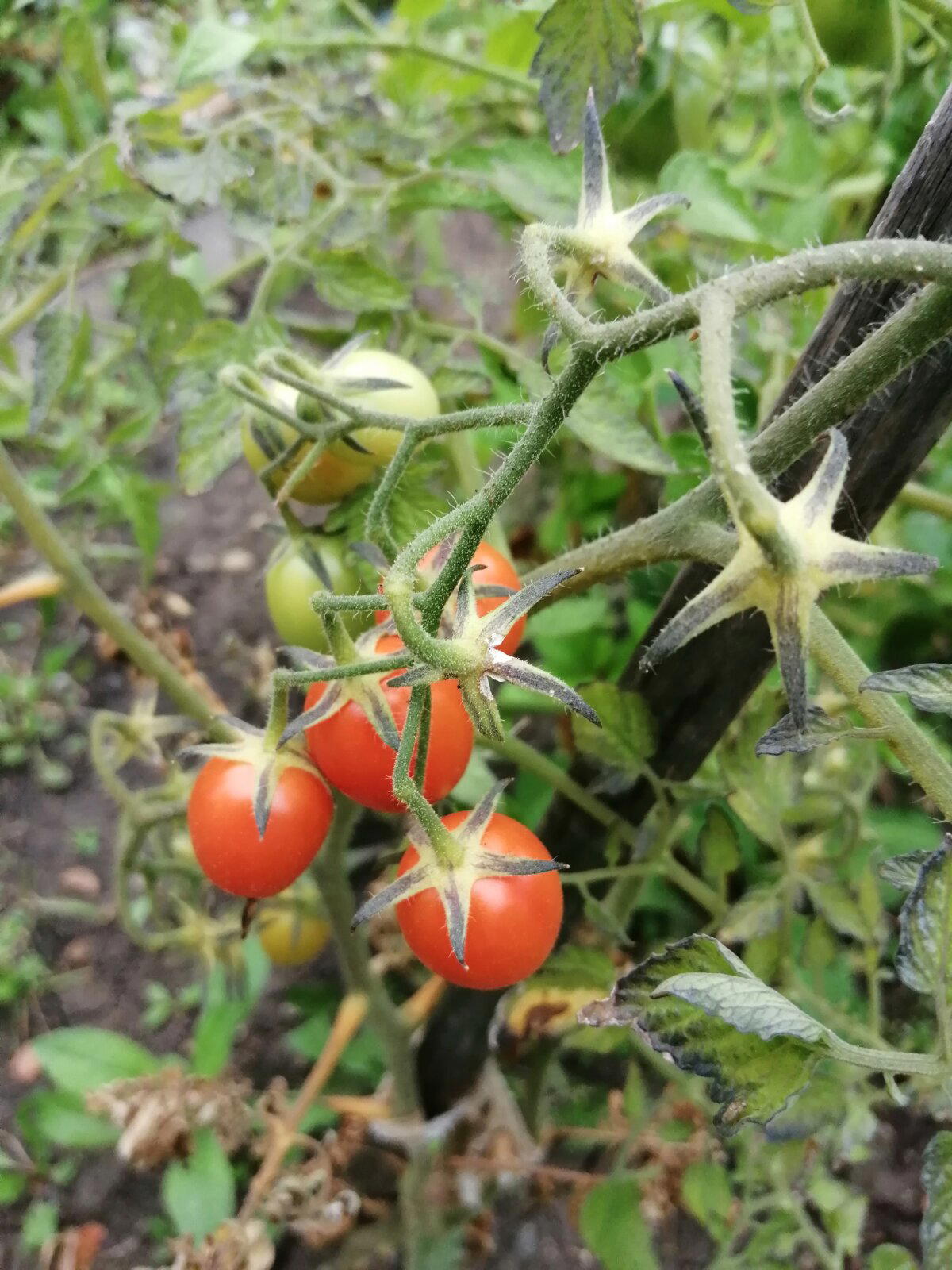 Красные