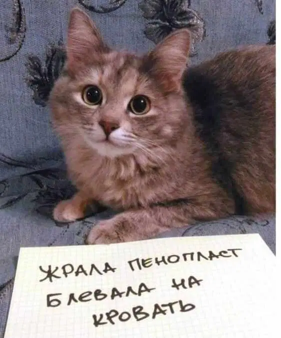 Коты-преступники вам в ленту. Видел давно, случайно наткнулся, ржал. Делюсь.