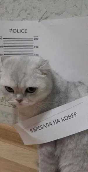 Коты-преступники вам в ленту. Видел давно, случайно наткнулся, ржал. Делюсь.