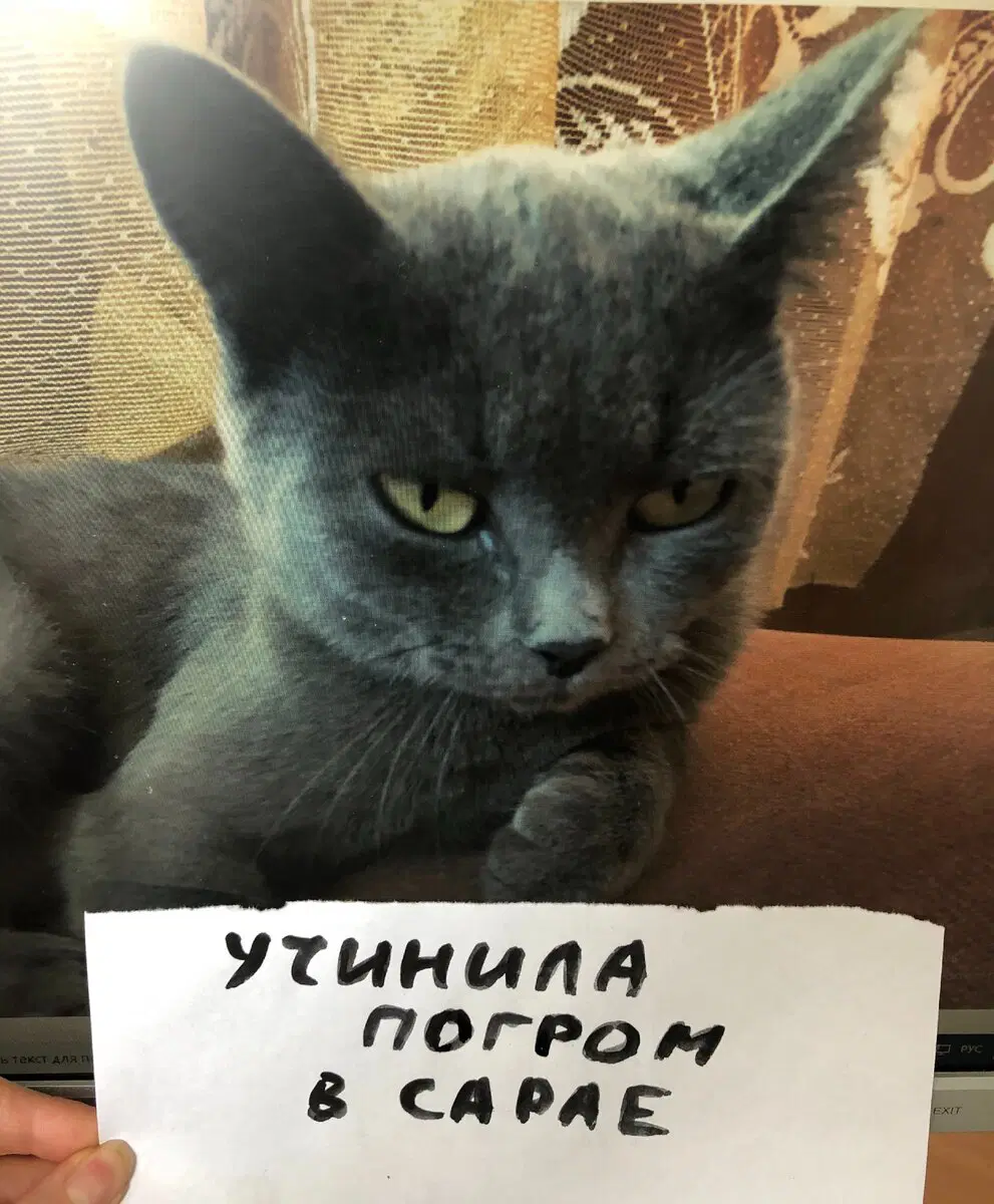 Коты-преступники вам в ленту. Видел давно, случайно наткнулся, ржал.  Делюсь.