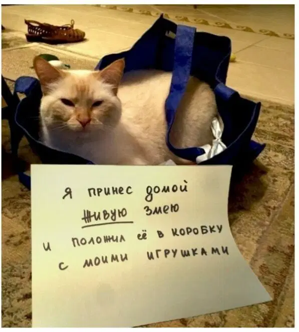 Коты-преступники вам в ленту. Видел давно, случайно наткнулся, ржал. Делюсь.